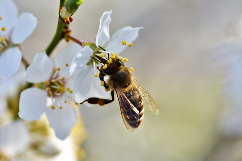 jardinerie-CUEBRIS-min_bee-4092986